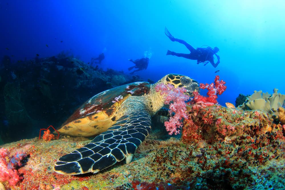 Antalya/Kemer: Scuba Diving Experience with 2 Dives & Lunch - 3