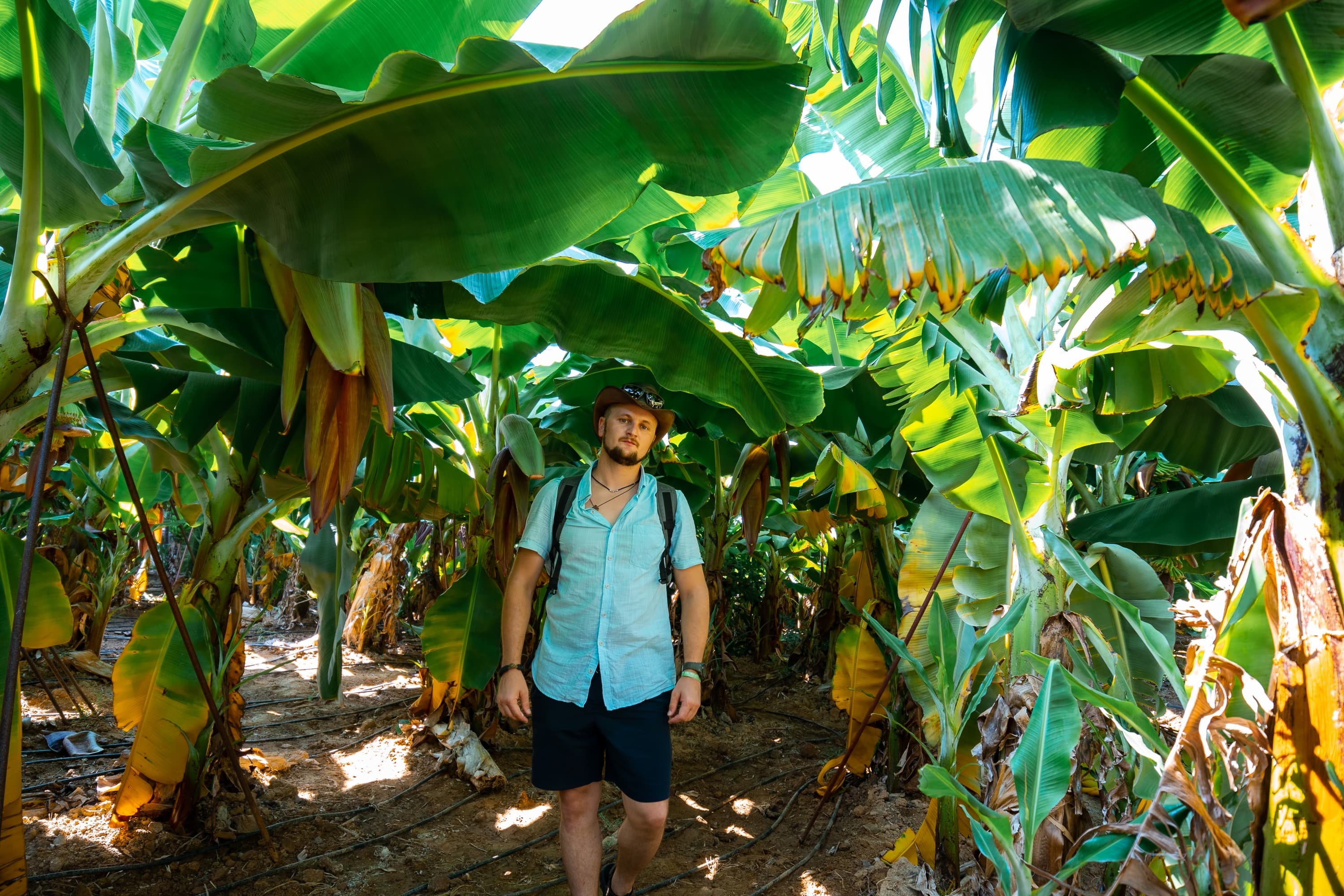 Tropical Garden