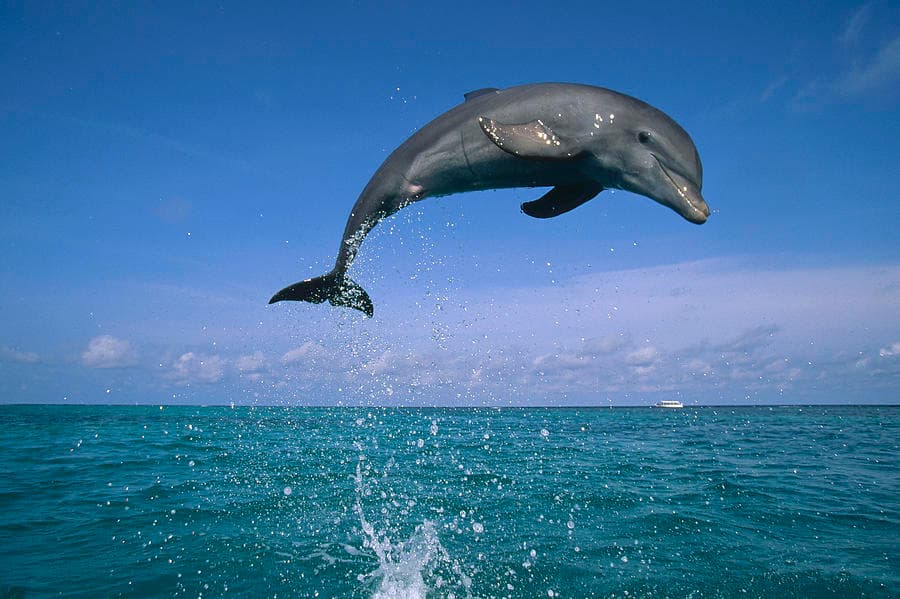 Dolphins Island Cruise with Swimming Stops and Lunch